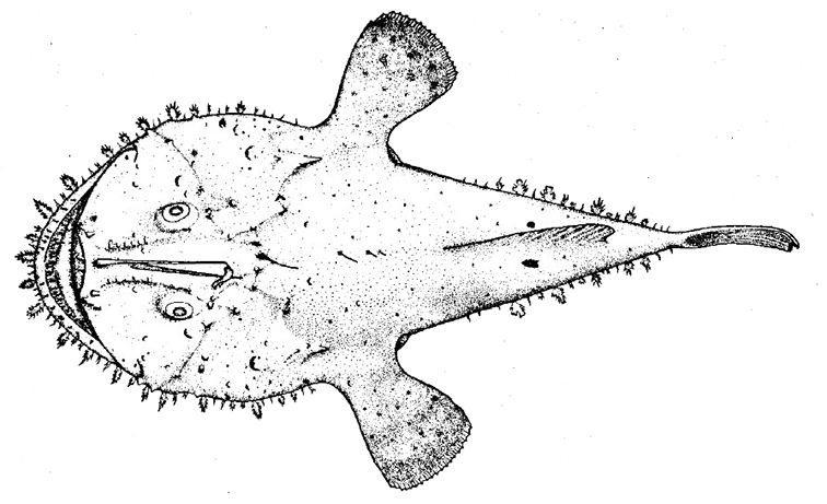Lophius budegassa_01_bis.jpg